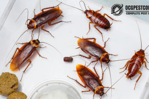 Cockroach Pest Control
