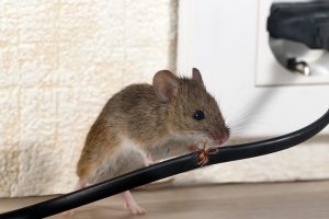 Rodent Pest Control